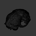 Detailed Animal Skull with Visible Teeth and Eye Sockets on Dark Background