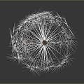 Dandelion Seed Puff Structure Featuring White Fluffy Pappus And Brown Seeds