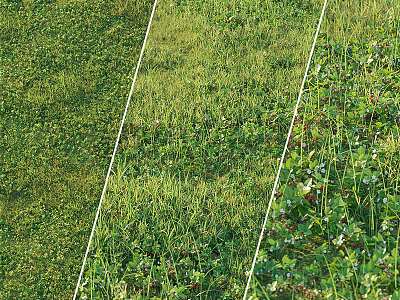 Natural Grassland Featuring Lush Green Plants Herbs And Divided White Lines 3d model