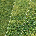 Natural Grassland Featuring Lush Green Plants Herbs And Divided White Lines