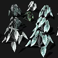 Diverse Indoor Plants With Green And White Leaves And Various Leaf Shapes