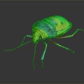 Modern Beetle Beetle Scarab Insect 3d model