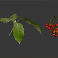 Fresh Green Leaves And Vibrant Red Berries In Natural Plant