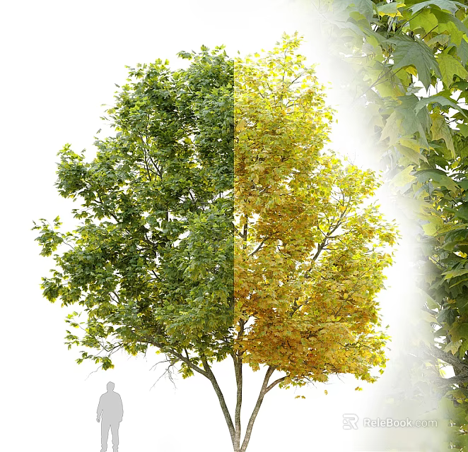 Deciduous Tree Showcasing Green And Yellow Leaves In Seasonal Color Change 3d model 