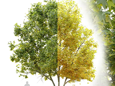 Deciduous Tree Showcasing Green And Yellow Leaves In Seasonal Color Change 3d model