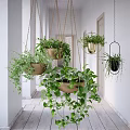 Lush Hanging Basket Plants Decorating Bright Hallway With White Walls And Wooden Floor