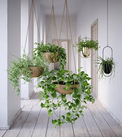 Lush Hanging Basket Plants Decorating Bright Hallway With White Walls And Wooden Floor 3d model