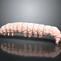 Long pink segmented caterpillar crawling on smooth dark surface with reflection 3d model