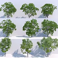 Various Trees With Different Shapes Green Foliage Trunks And White Background Shadows 3d model
