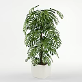 Tall Green Monstera Potted Plant With White Square Pot For Indoor Decoration