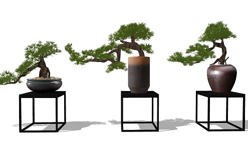 New Chinese Bonsai Pine Plant 3d model