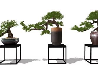 New Chinese Bonsai Pine Plant 3d model
