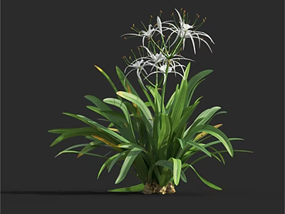 Lush Green Leafy Plant With White Slender Petaled Flowers And Vibrant Foliage 3d model