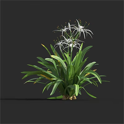 Lush Green Leafy Plant With White Slender Petaled Flowers And Vibrant Foliage 3d model