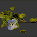 Green Leaf Plant with Yellow Accents and Blue Flower with Yellow Center