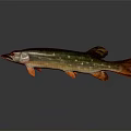 Colorful Aquatic Pike Fish With Green Brown Stripes Orange Fins And Spots