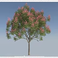 Tall Arbor With Green Leaves And Pink Flowers Standing On Green Grass