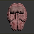 Brain Human Organ Human Tissue Human Body Structure Human Anatomy Human Specimen Medical Model Hand-made 3d model