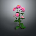 Pink Chrysanthemum Plant With Multiple Pink Flowers Green Leaves And Stems