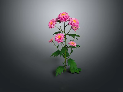 Pink Chrysanthemum Plant With Multiple Pink Flowers Green Leaves And Stems 3d model
