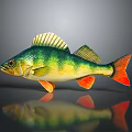 Vibrant Green Yellow Orange Fish With Shiny Scales Fins Tail On Gray Background Showing Reflection