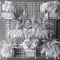 Lush Green Bonsai and Potted Plants With Hanging Foliage on Metal Grid Shelves