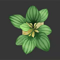 Green Plant with Large White Striped Leaves on Square Light Brown Base Against Dark Background