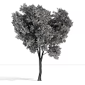 Lush Green Arbor Tree With Brown Trunk And Natural Foliage Shape 3d model