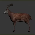 Detailed Red Deer With Large Antlers Standing Isolated On Gray Background