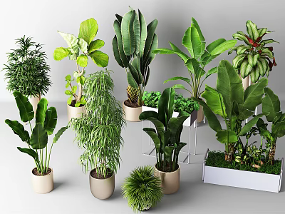 Lush Green Potted Plants In Various Decorative Pots For Indoor Home Decor 3d model