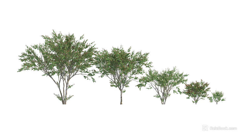 Various Sizes Of Arbor Trees With Green Foliage And Varying Heights 3d model 