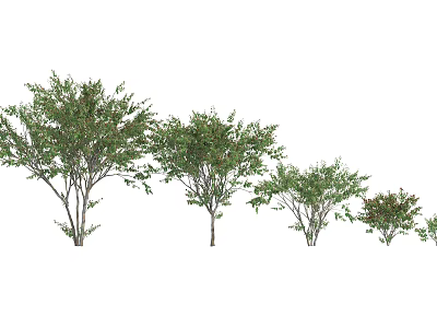 Various Sizes Of Arbor Trees With Green Foliage And Varying Heights 3d model