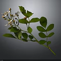 Green Leafy Plant With White Flowers And Buds On Branch Against Dark Background