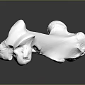 Human Skeletal Organ Detailed White Bone 3D Rendered On Black Reflective Surface 3d model