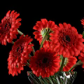 Beautiful Red Gerbera Daisies Arranged in Transparent Glass Vase Against Black Background