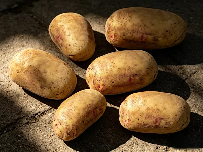 Healthy Fresh Potatoes With Red Spots And Dirt On Sunlit Ground 3d model