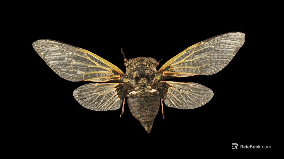 Flying Insect Cicada With Transparent Veined Wings And Dark Exoskeleton Body 3d model 