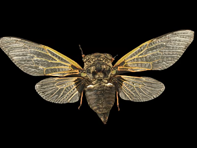 Flying Insect Cicada With Transparent Veined Wings And Dark Exoskeleton Body 3d model