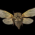 Flying Insect Cicada With Transparent Veined Wings And Dark Exoskeleton Body
