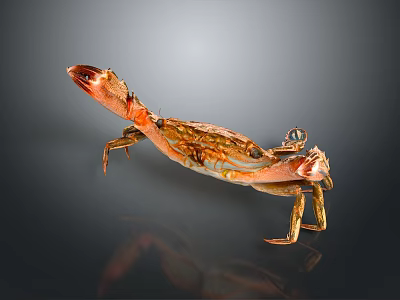 Orange Red Crab With Shiny Shell On Dark Background With Reflection 3d model
