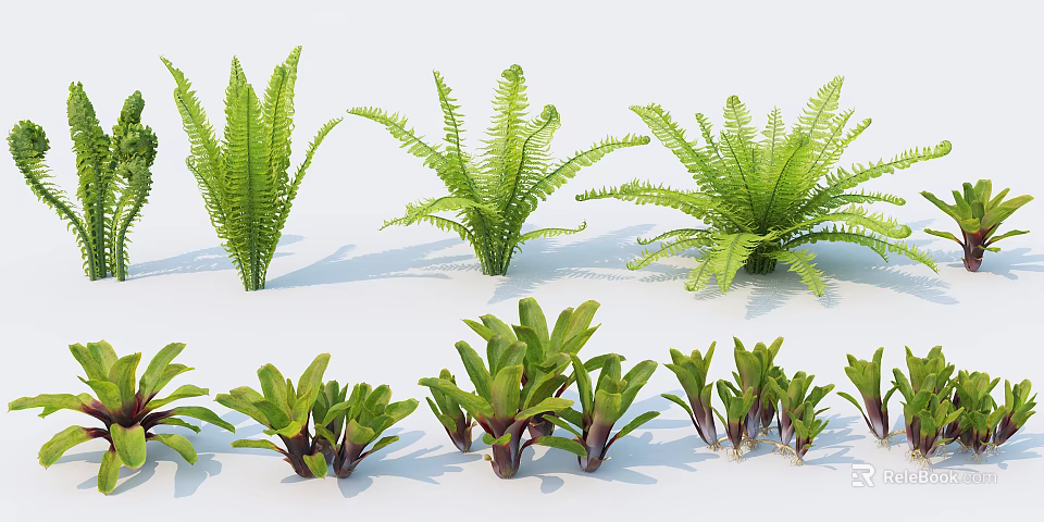 Fresh Healthy Ferns And Various Green Plants Showing Different Forms Sizes On White Background 3d model 