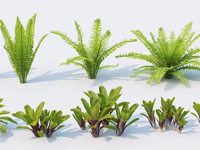 Fresh Healthy Ferns And Various Green Plants Showing Different Forms Sizes On White Background 3d model