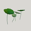 Aquatic Plants Fresh Green Lotus Leaves with Long Stems and Various Sizes