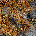Colorful Autumn Leaves Scattered Over The Gray Pavement In Fall