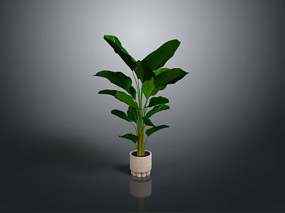 Lush Potted Plant With Large Green Leaves In White Textured Pot Against Gray Background 3d model