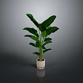 Lush Potted Plant With Large Green Leaves In White Textured Pot Against Gray Background