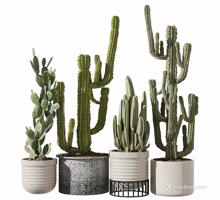 Different Cactus Bonsai Potted Plants In Stylish Ceramic Pots For Indoor Decor 3d model 