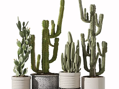 Different Cactus Bonsai Potted Plants In Stylish Ceramic Pots For Indoor Decor 3d model