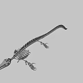Complete Dinosaur Skeleton Display With Detailed Bone Structure And Fossil Features 3d model