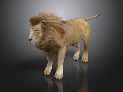 Male Lion with Majestic Mane Standing on Dark Background with Reflective Surface 3d model